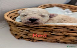 Poochon dogs for sale: Apricot poochons puppies  - Image 4