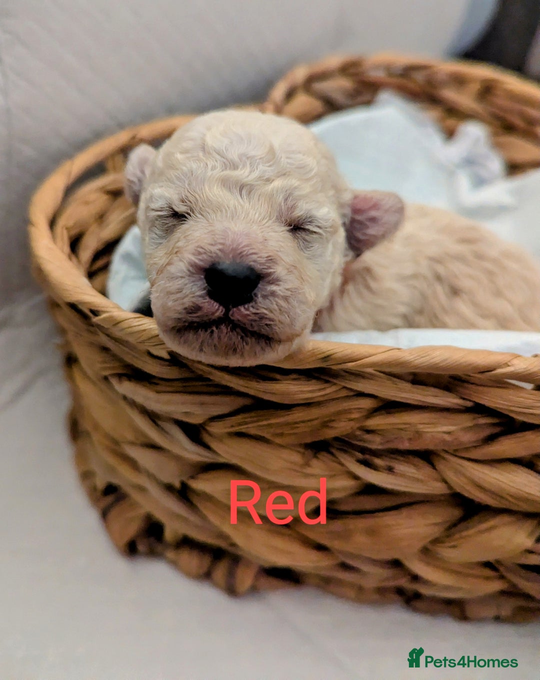 Poochon dogs for sale: Apricot poochons puppies  - Image 4