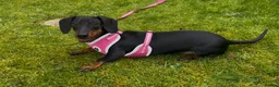 Miniature Dachshund dogs for sale: 7month Old Miniature Dashound in Falkirk - Advert 1