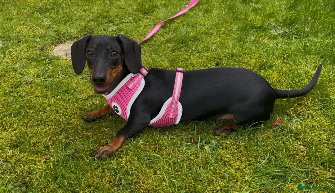 Miniature Dachshund dogs for sale: 7month Old Miniature Dashound in Falkirk - Advert 1