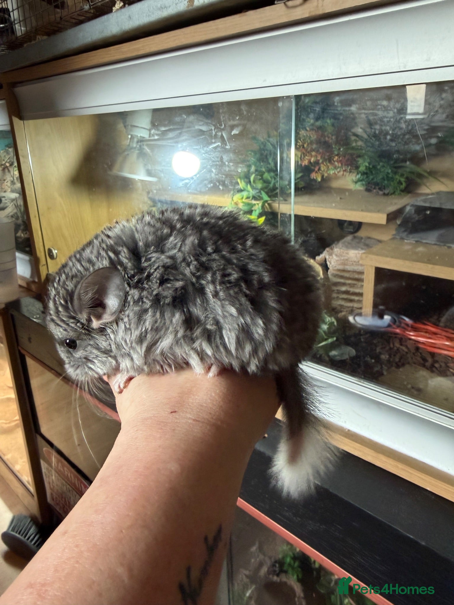 Chinchilla rodents Baby Female Chinchilla - Advert 1