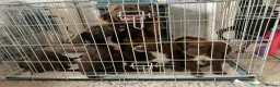 Sprocker dogs for sale: Sprocker puppies  - Advert 29