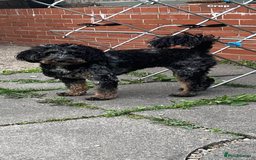 Cockapoo dogs for sale: Merle girl - Image 2