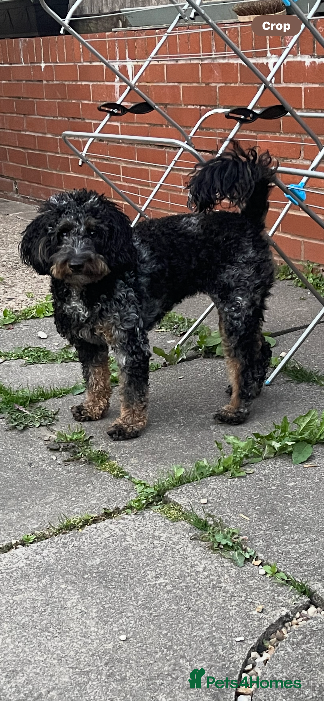 Cockapoo dogs for sale: Merle girl - Image 2