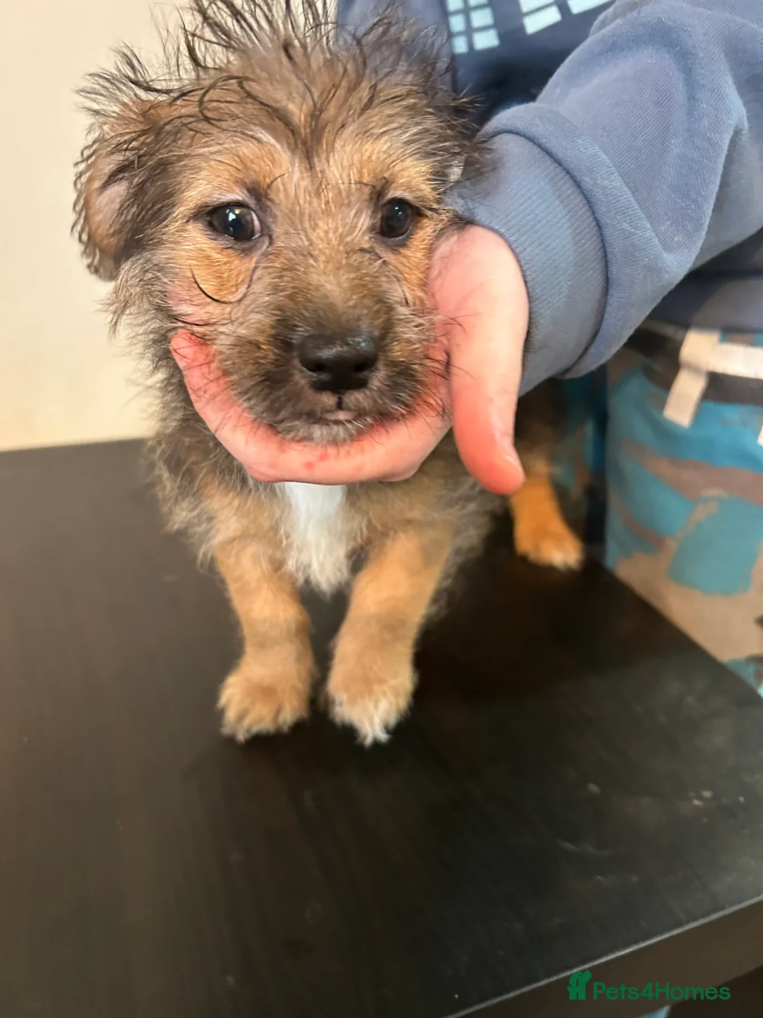 Mixed Breed dogs for sale: Jack russel cross Shih Tzu playful puppies  - Advert 12