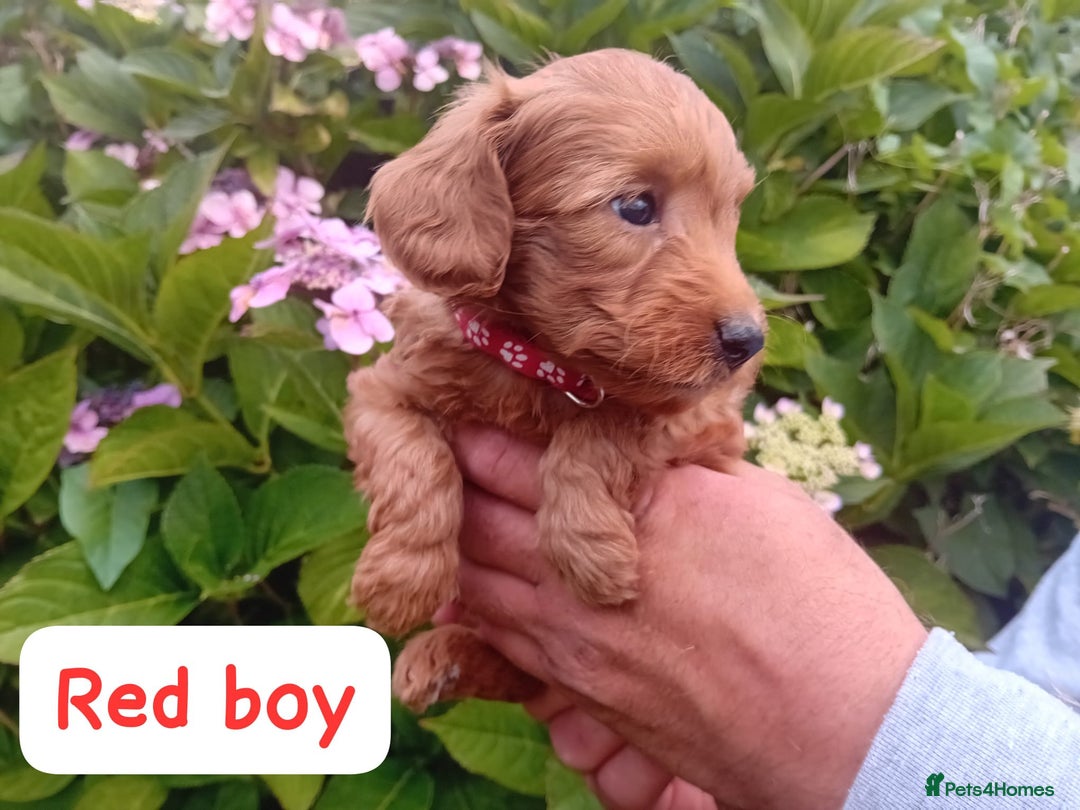 Goldendoodle dogs for sale: Stunning Miniature Goldendoodles - Image 12