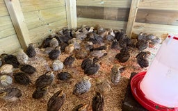 Quail poultry for sale: 🚨 COTURNIX QUAIL AVAILABLE NOW! 🐣🐥 - Image 4