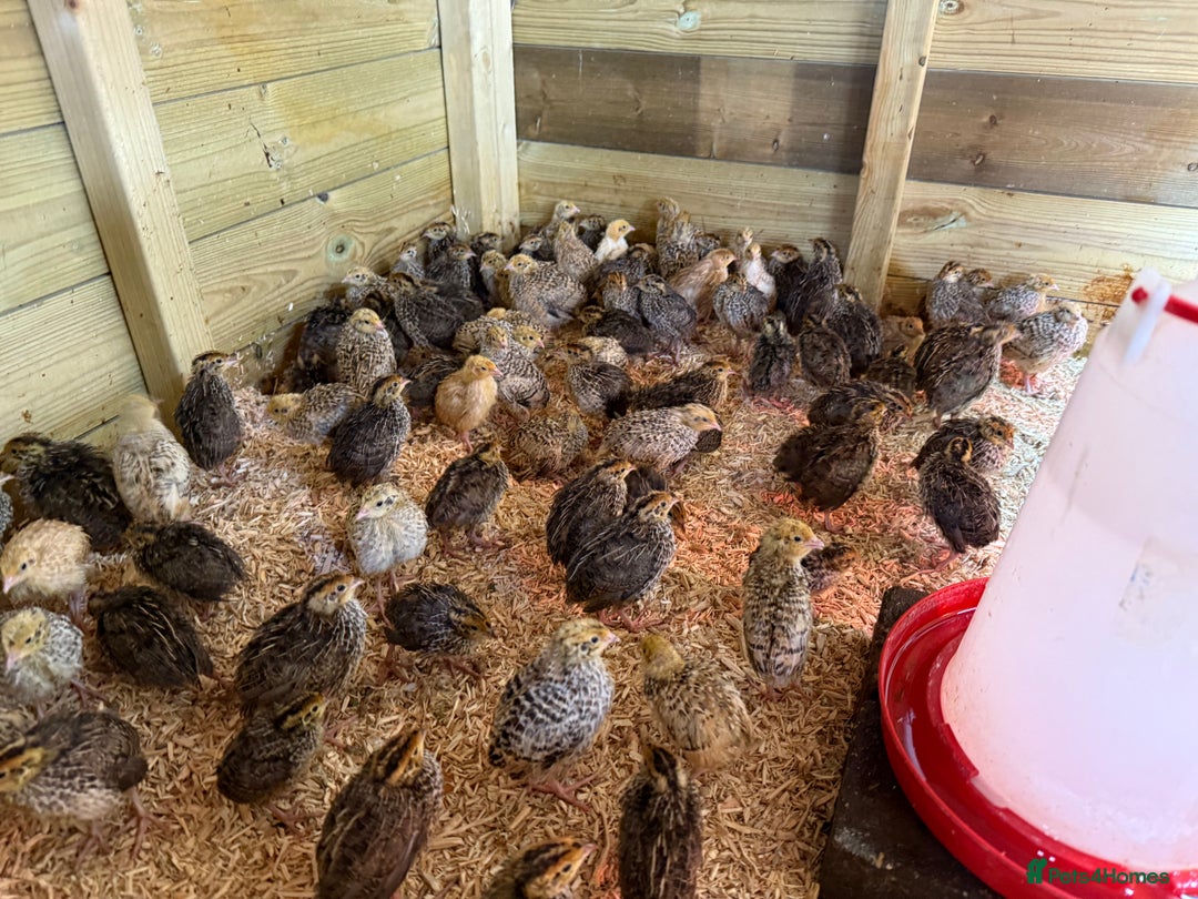 Quail poultry for sale: 🚨 COTURNIX QUAIL AVAILABLE NOW! 🐣🐥 - Image 4
