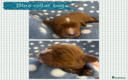 Cavalier King Charles Spaniel dogs for sale: 🧡Beautiful litter of Ruby Cavaliers🧡 - Advert 2