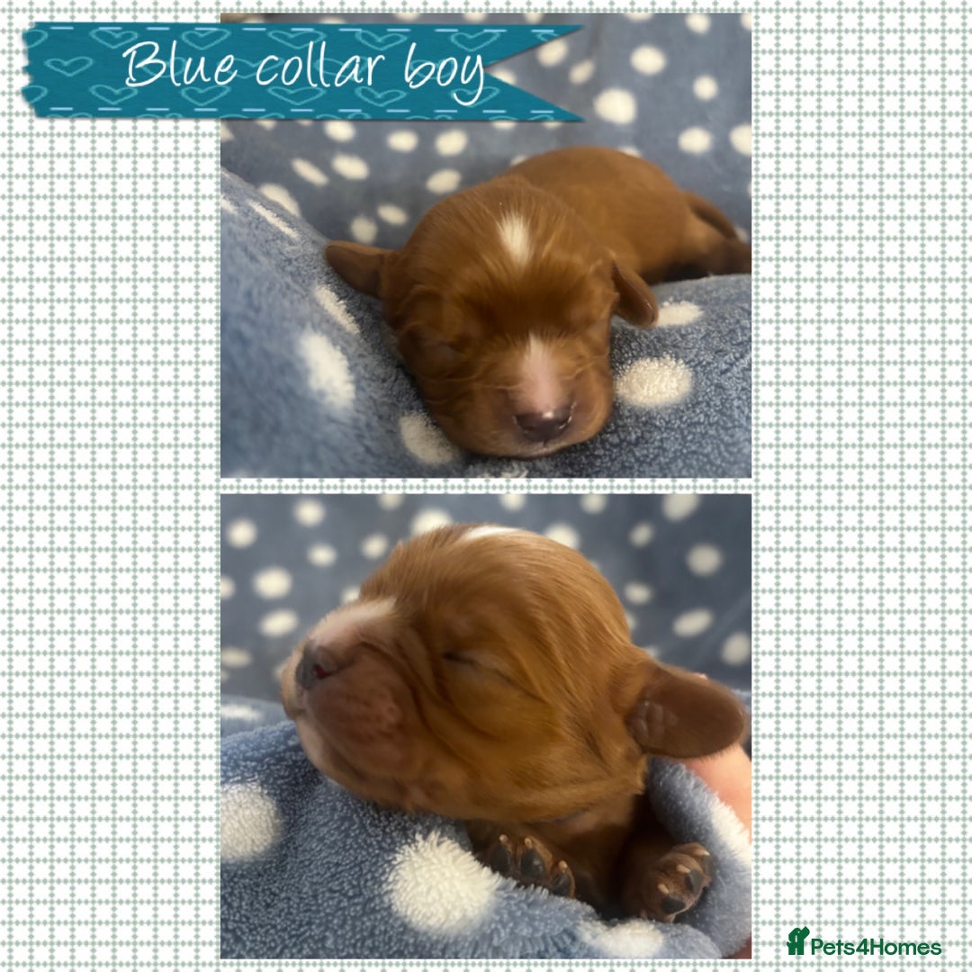 Cavalier King Charles Spaniel dogs for sale: 🧡Beautiful litter of Ruby Cavaliers🧡 - Advert 2