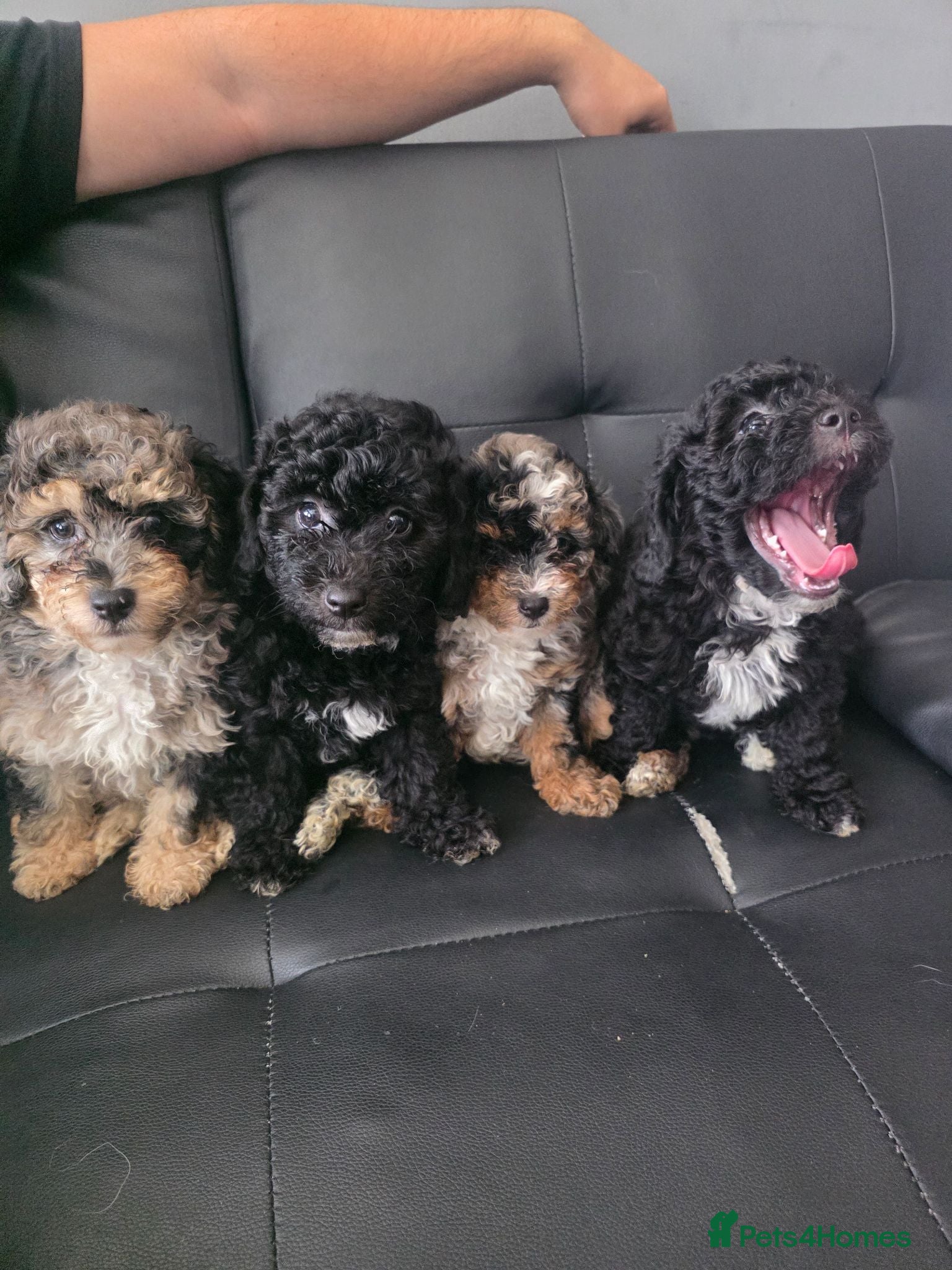 Poochon dogs 4 beautiful poochon puppys for sale  - Advert 1