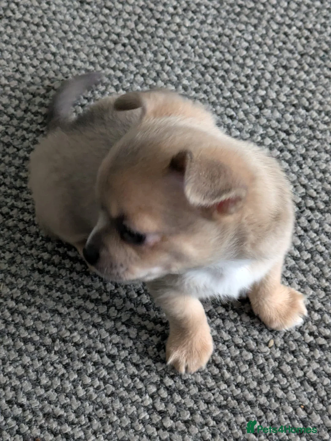 Pomchi dogs for sale: 2 stunning pomchi boys - Advert 3