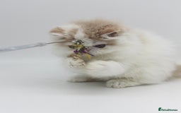 Exotic cats for sale: Outstanding quality Exotic boy & Persian girls - Image 7