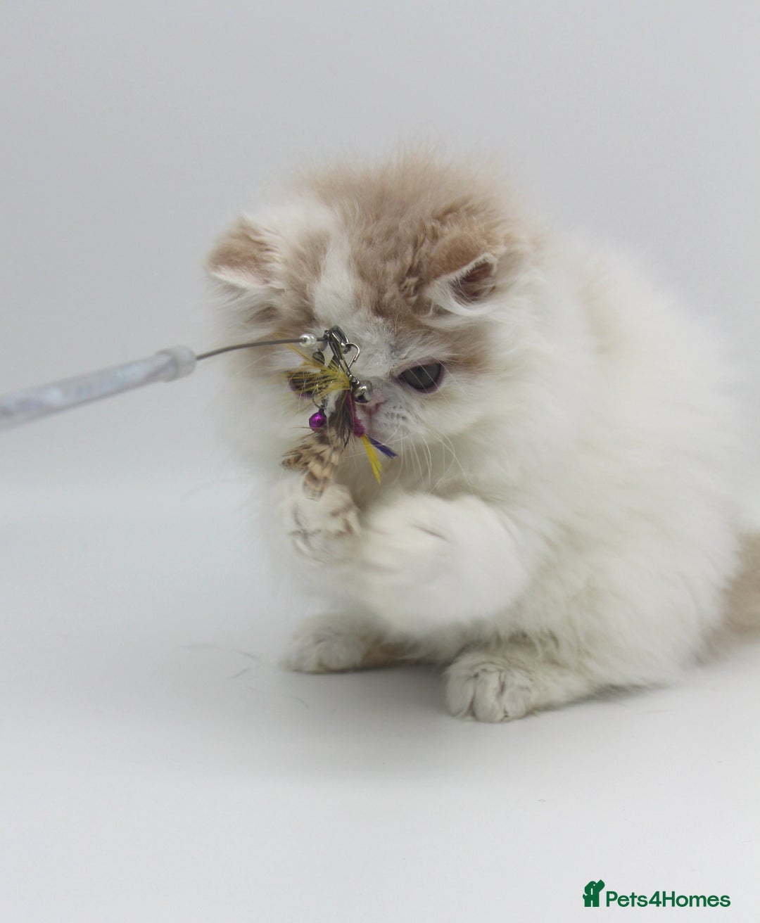 Exotic cats for sale: Outstanding quality Exotic boy & Persian girls - Image 7