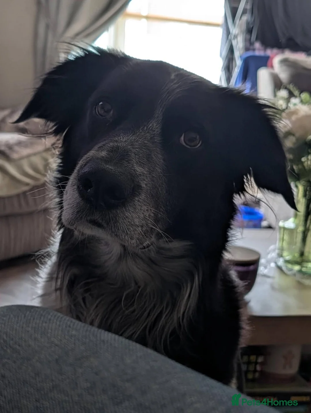 Border Collie dogs for stud: Gorgeous border collie for stud  - Advert 7