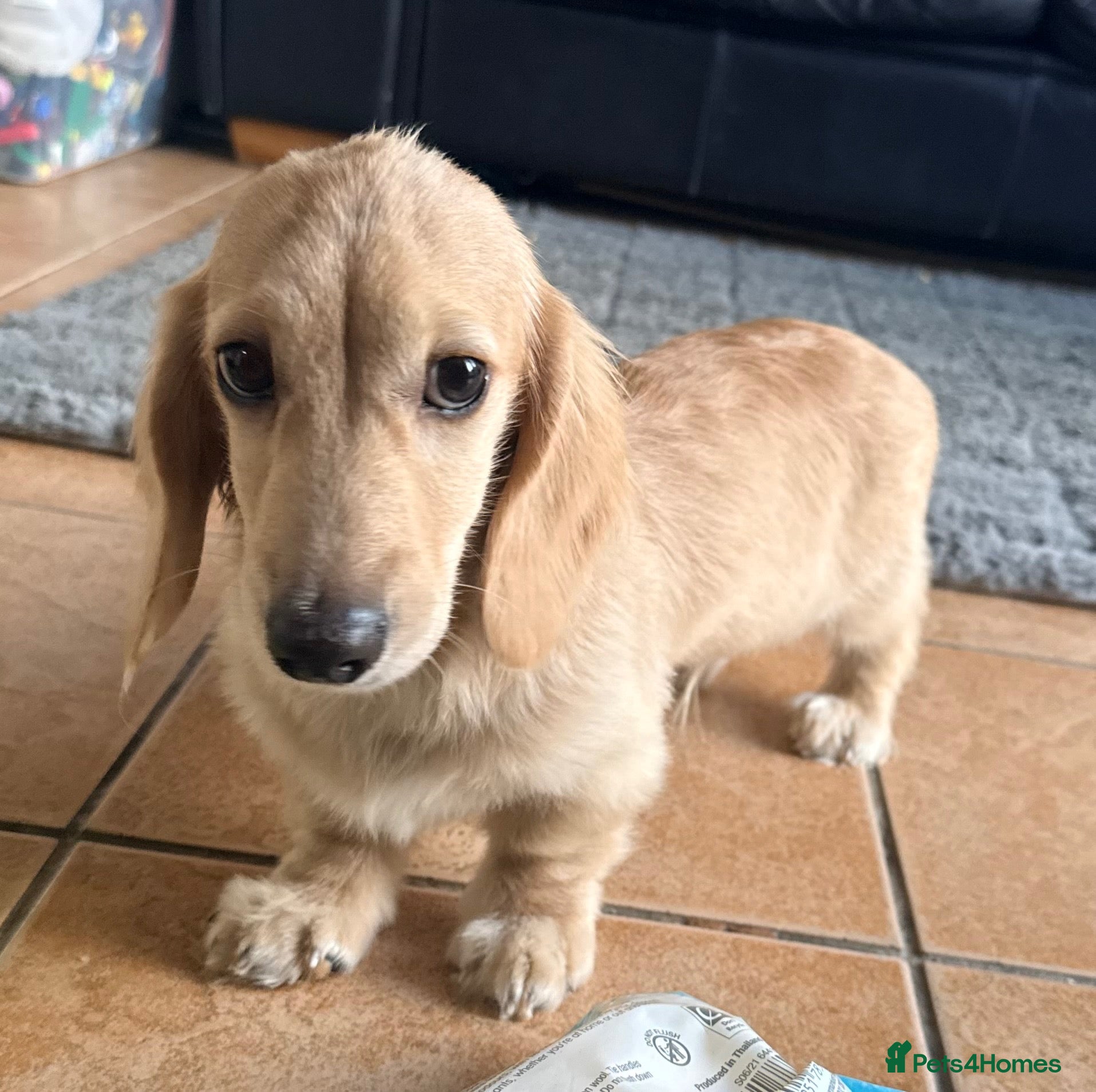 Miniature Dachshund dogs for sale: Stunning cream long haired dachshund male  - Advert 1