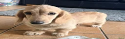 Miniature Dachshund dogs for sale: Stunning cream long haired dachshund male  - Advert 1