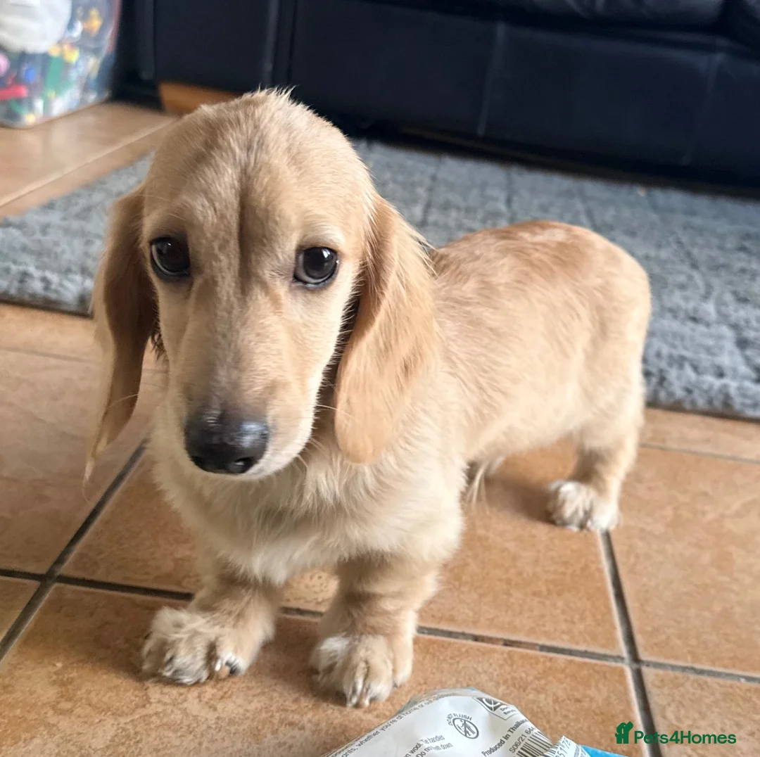 Miniature Dachshund dogs for sale: Stunning cream long haired dachshund male  - Advert 1