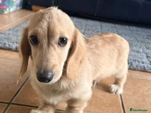 Miniature Dachshund dogs for sale: Stunning cream long haired dachshund male - Advert 1