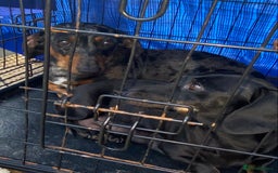 Dachshund dogs for sale: Dapple dachshund puppies for sale  - Image 9