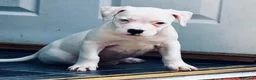 American Bulldog dogs for sale: Female American bulldog  - Advert 1
