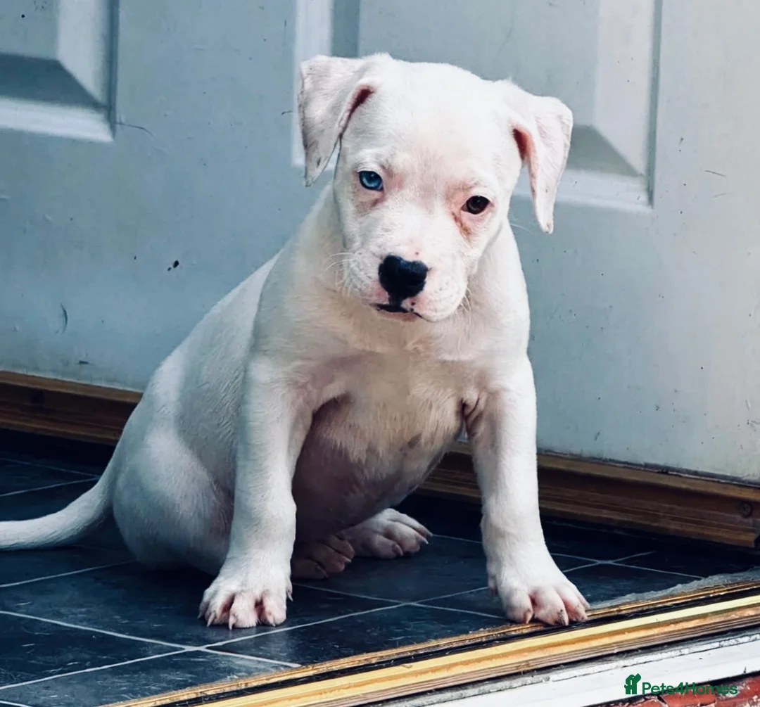 American Bulldog dogs for sale: Female American bulldog  - Advert 1