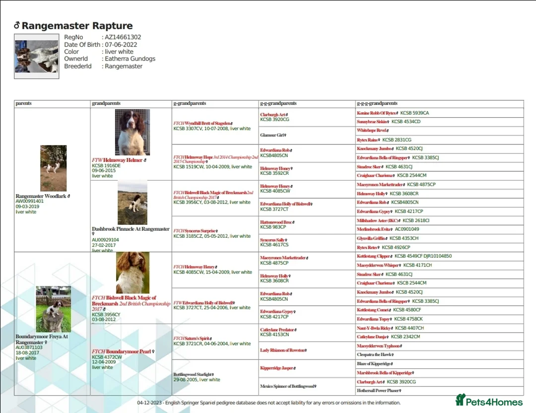 English Springer Spaniel dogs for stud: English Springer Spaniel Stud in Derby - Advert 6