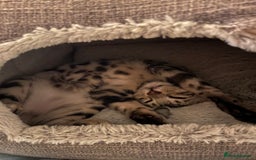Bengal cats for sale: Pure bengal kittens - Image 5