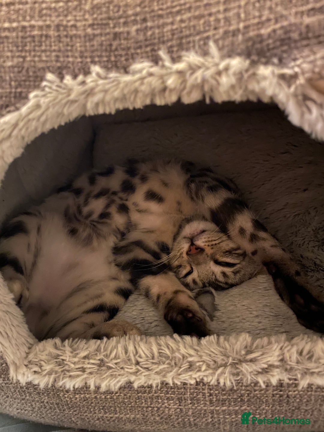 Bengal cats for sale: Pure bengal kittens - Image 5