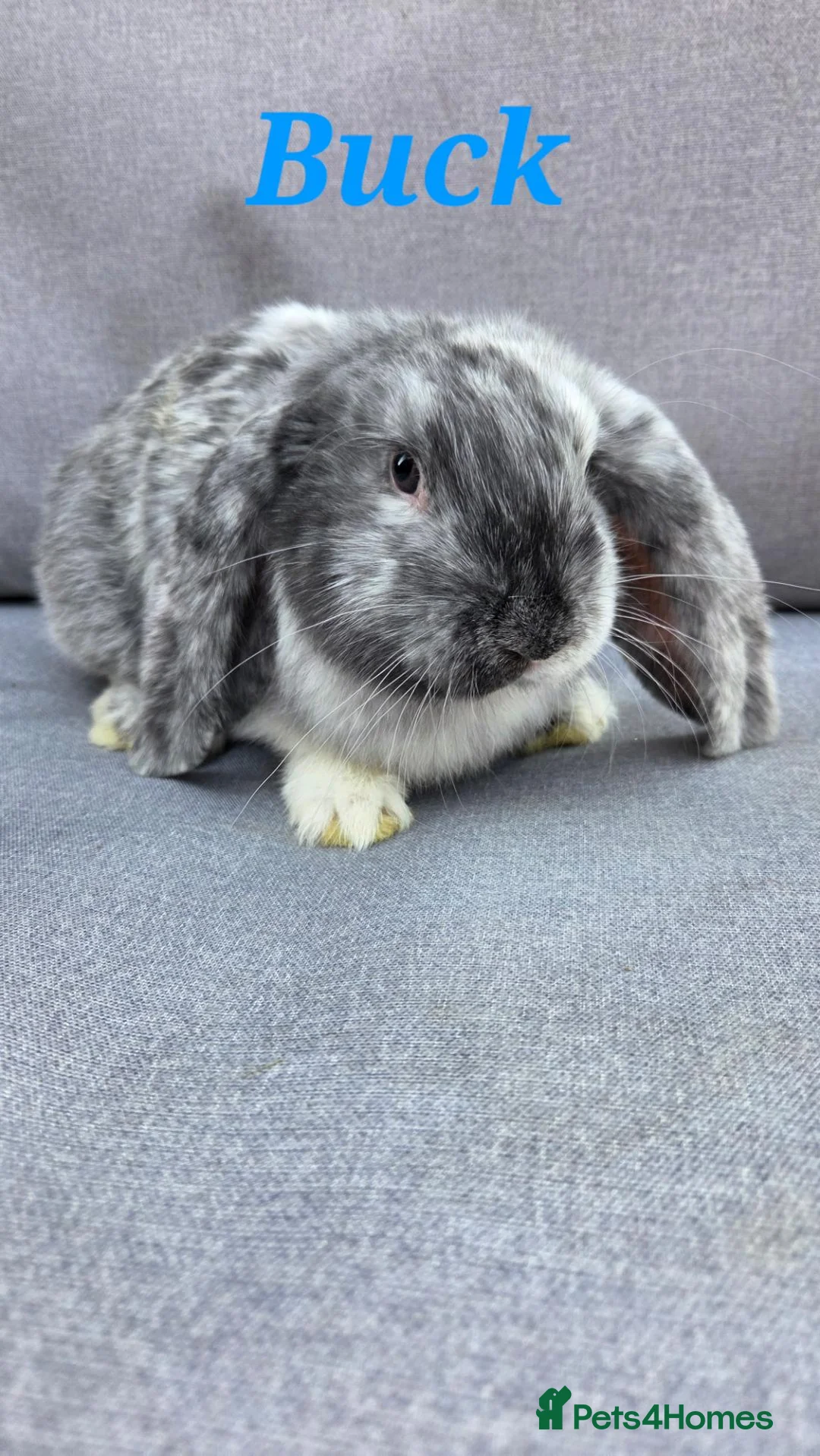 French Lop rabbits for sale: Beautiful french lop babies  - Advert 1