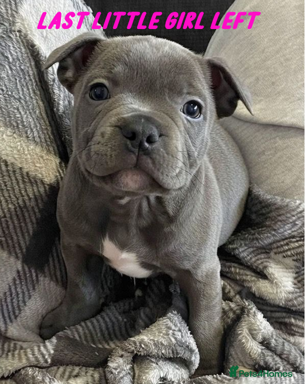 Staffordshire Bull Terrier dogs ONLY 1 LEFT  (1 Female)  - Advert 17
