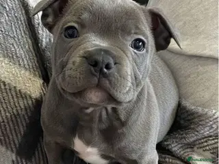 Staffordshire Bull Terrier dogs ONLY 1 LEFT (1 Female) - Advert 17