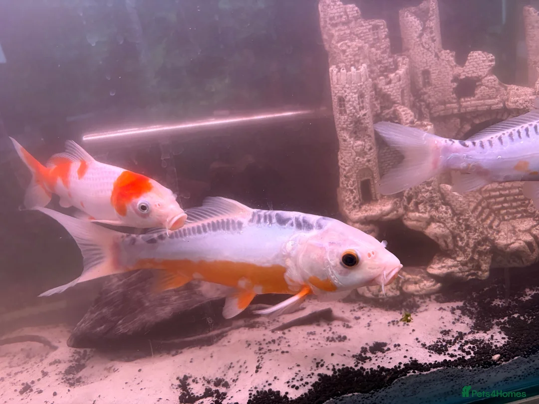 Koi Carp fish for sale: Koi japens - Advert 2