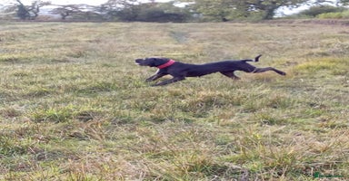 Presa Canario dogs Presa canario - Advert 13