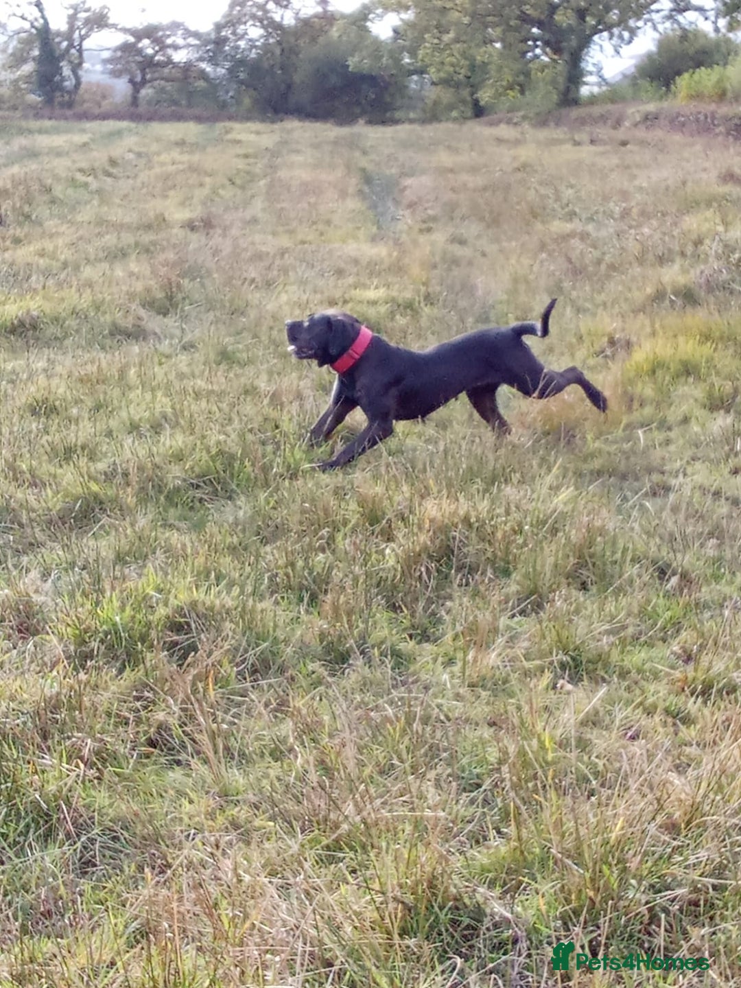 Presa Canario dogs for sale: Presa canario - Advert 3