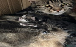 British Shorthair cats for sale: Loving kittens looking for a loving home - Image 17