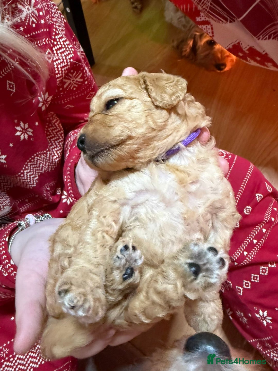 Cavapoo dogs for sale: Delightful Cavapoo puppies - Advert 4