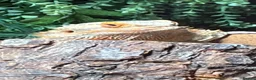 Bearded Dragon reptiles for sale: Bearded Dragon - Advert 3
