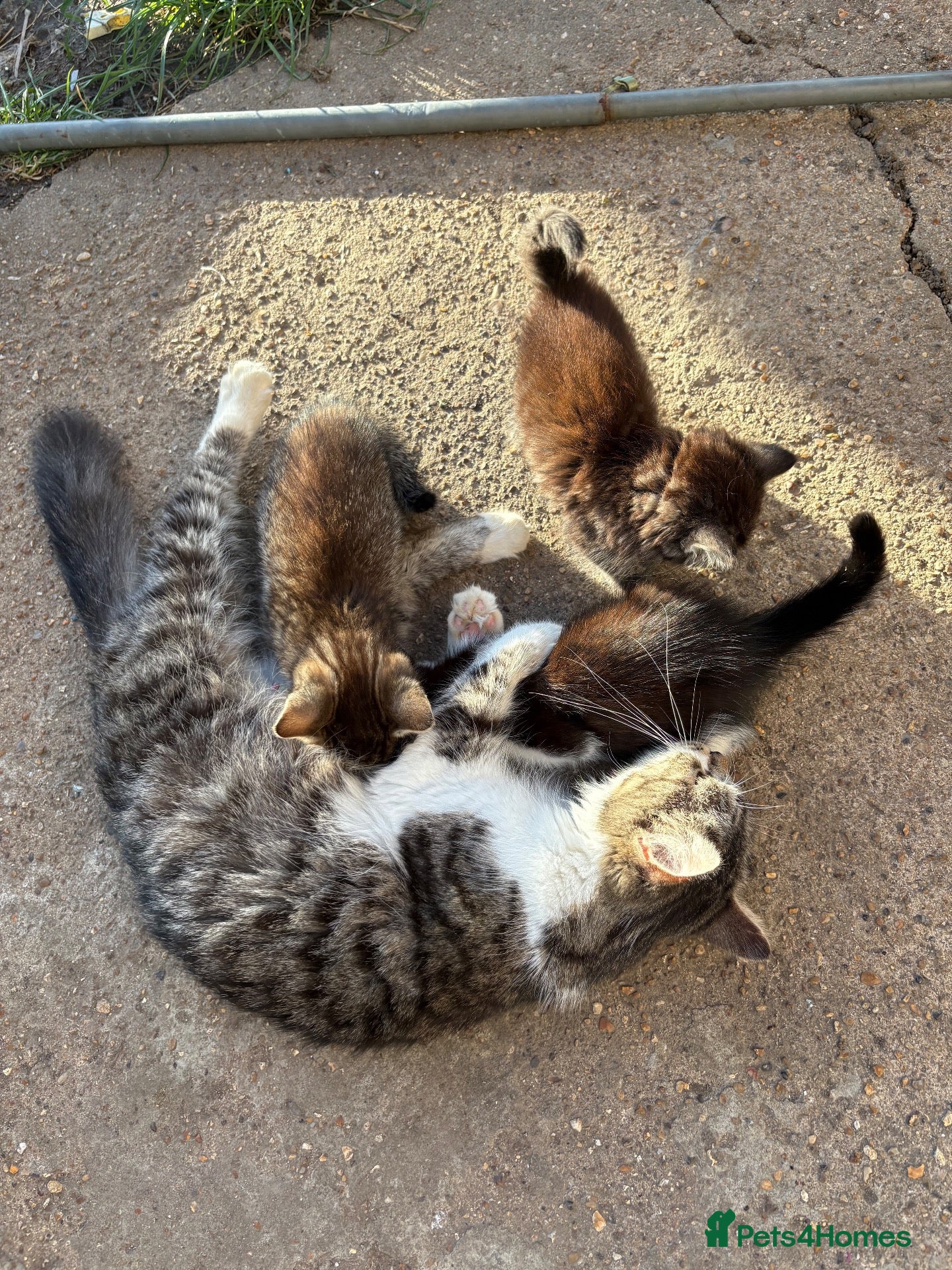 Mixed Breed cats 3 kittens ready for forever homes  - Advert 2