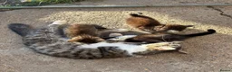 Mixed Breed cats for sale: 3 kittens ready for forever homes  in Hounslow - Advert 1