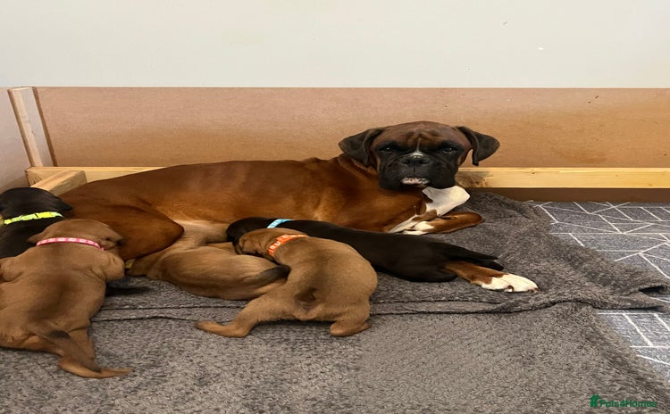 Mixed Breed dogs - Advert 1