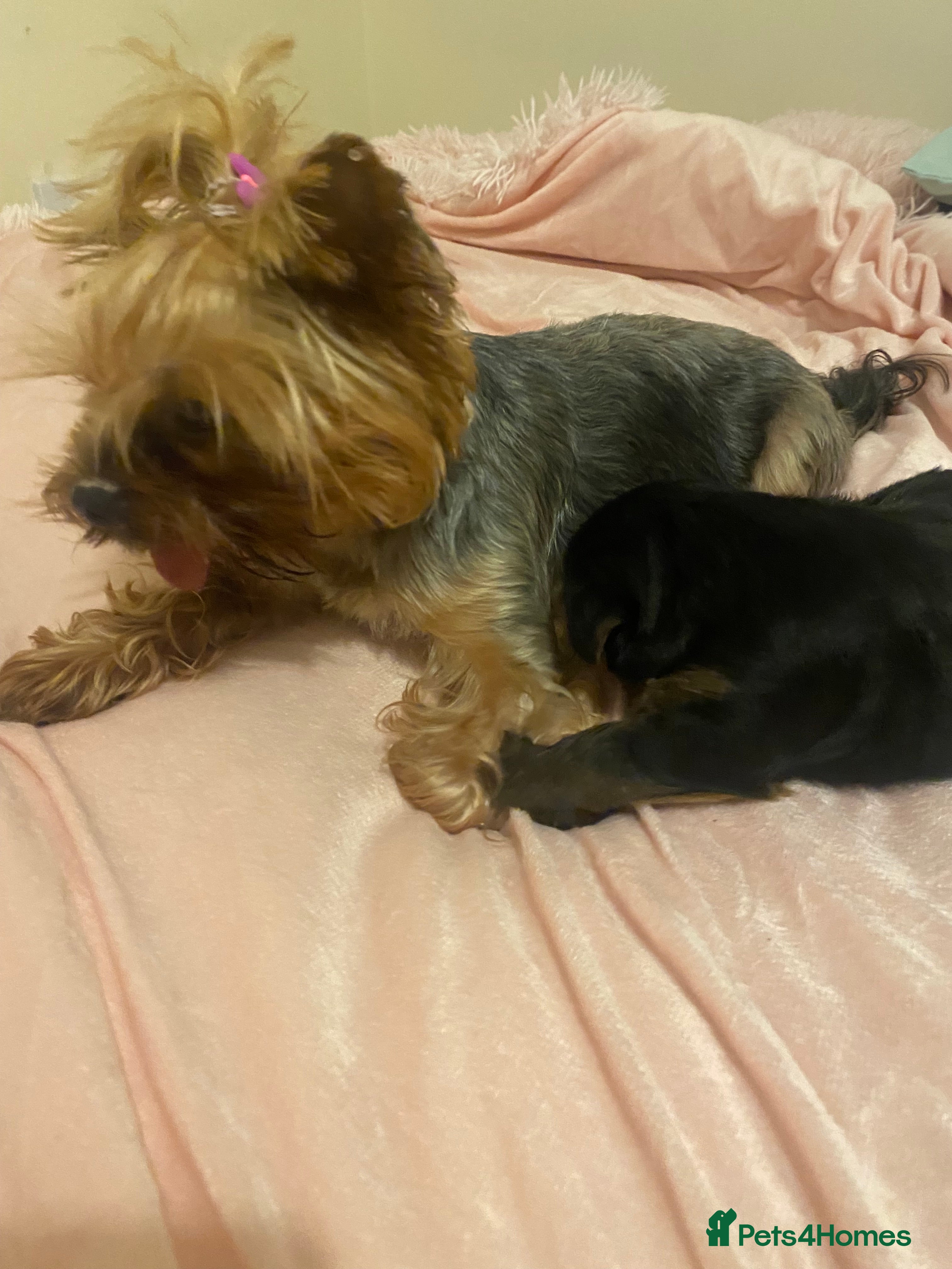 Yorkshire Terrier dogs Pumpkin really Yorkshire - Advert 9