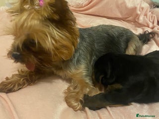 Yorkshire Terrier dogs Pumpkin really Yorkshire - Advert 1