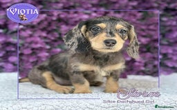 Dachshund dogs for sale: Miniture dachshund pups ready now  - Image 5