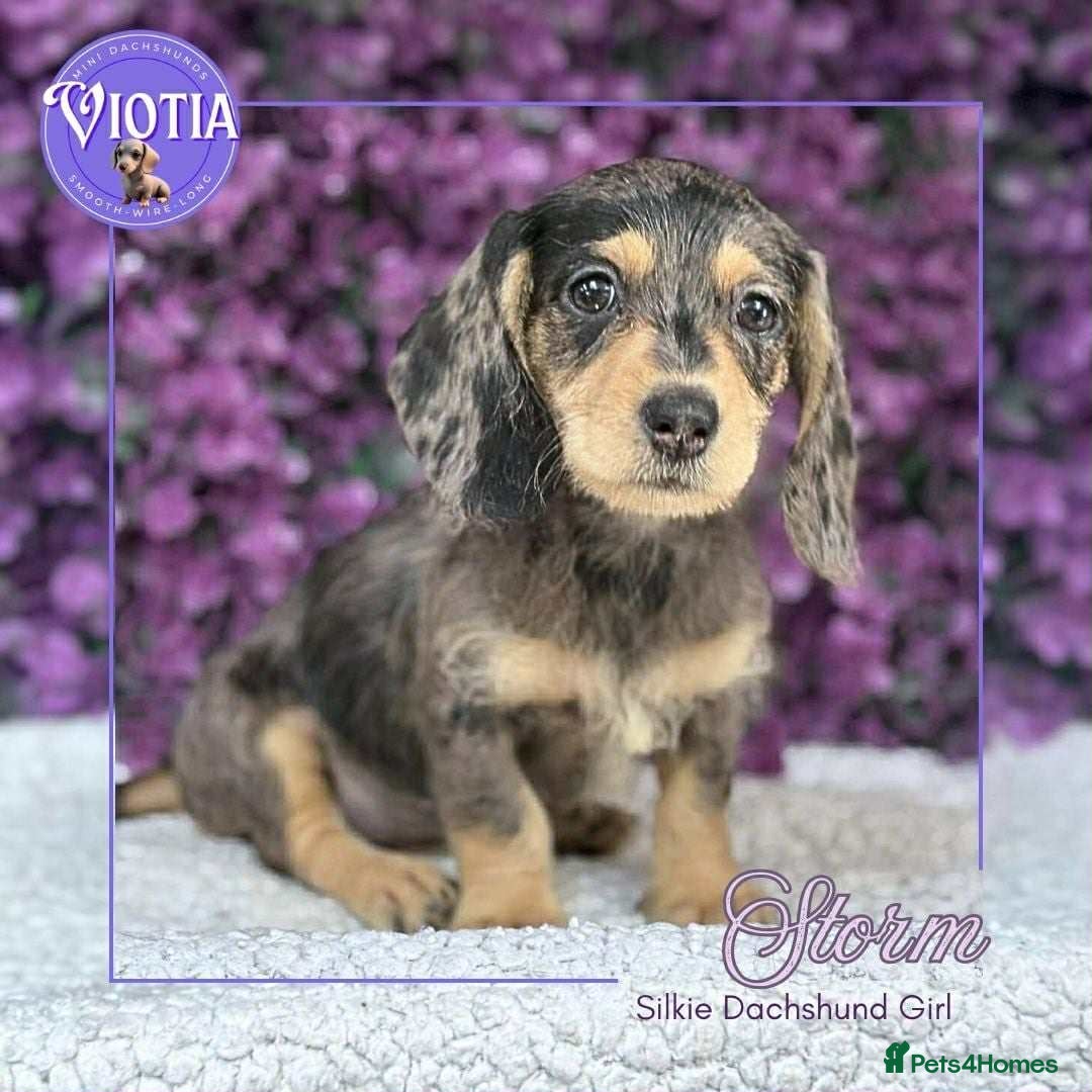 Dachshund dogs for sale: Miniture dachshund pups ready now  - Image 5