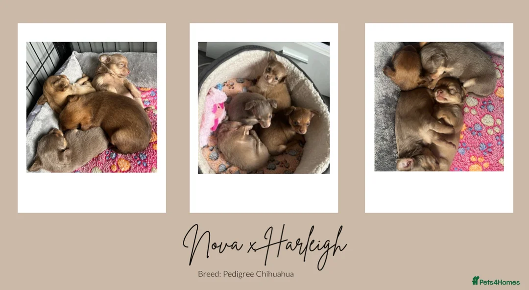 Chihuahua dogs for stud: Unique Chihuahua for Stud 🐾 in Southampton - Advert 35