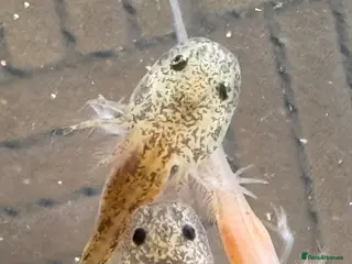 Axolotl reptiles Axolotl babies - Advert 4