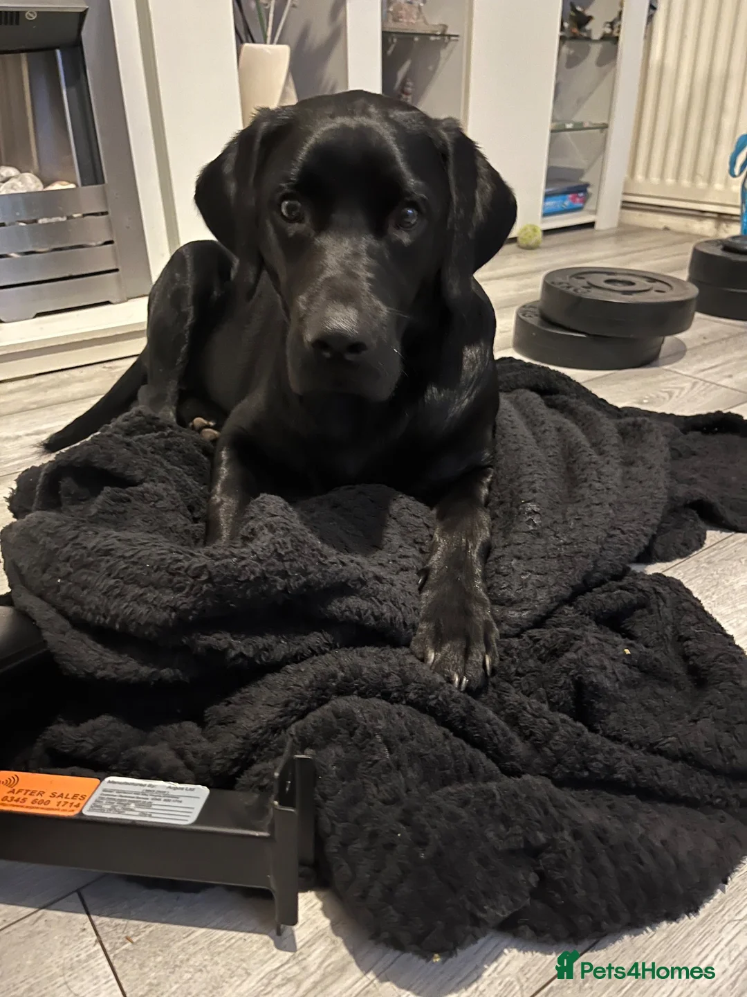 Mixed Breed dogs for sale: 🩷💚Merle Staffy x Labrador Puppy’s On Way🩷💚 - Advert 22