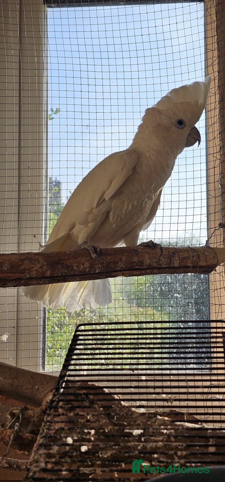 Mixed Breed birds Indian ringneck babies & Male Ducorp cockatoo  - Advert 1