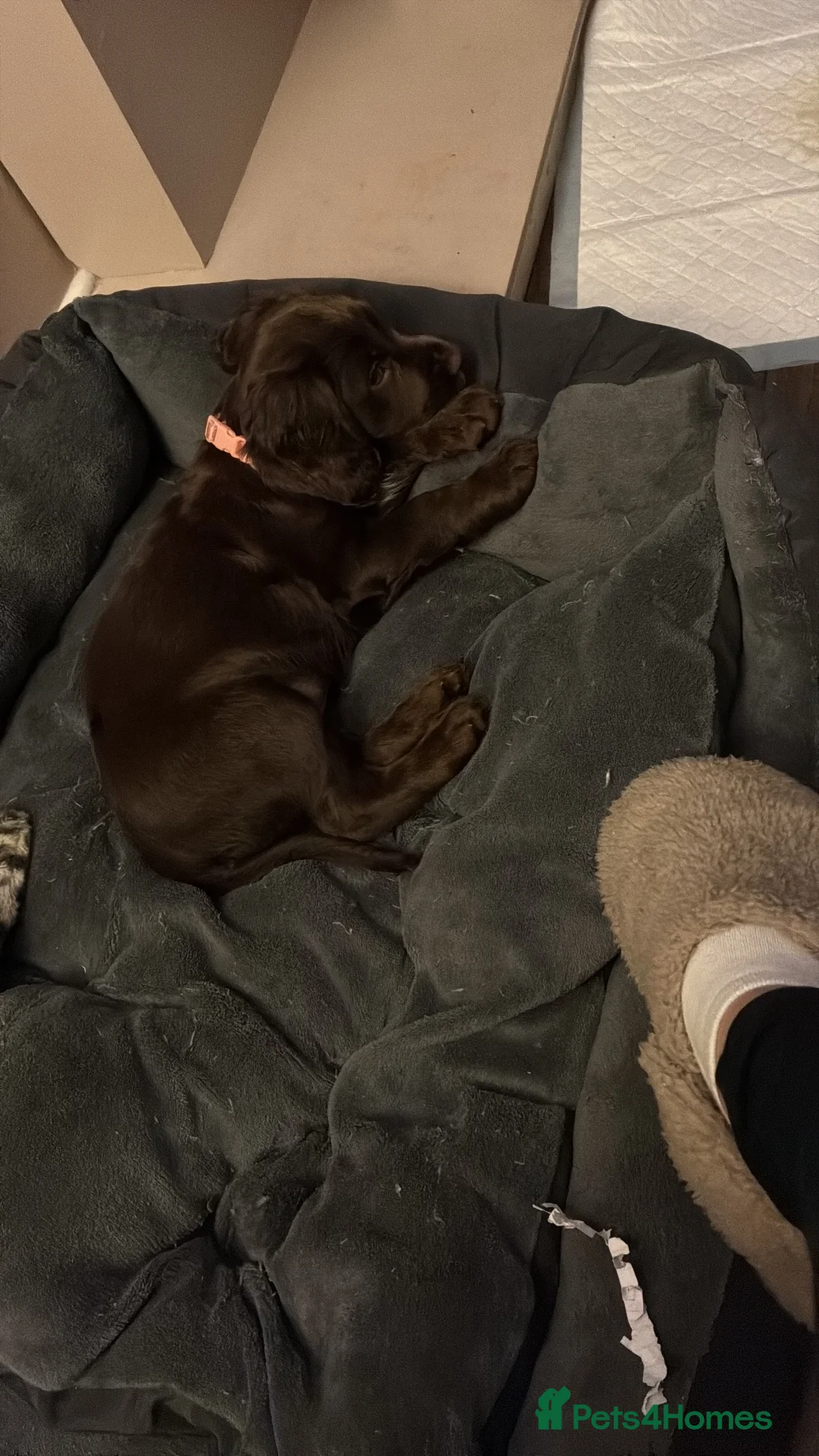 Cocker Spaniel dogs for sale: Female cocker spaniel puppy  - Advert 2